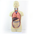 Анатомия TUNK 12012 мини 12 частей 45 см Бесполого торс куклы человеческих органов модель